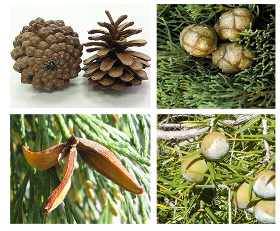 Arriba: estróbilo (Pinus) y gálbulo (Cupressus). Abajo: gálbulo (Calocedrus) y arcéstida (Juniperus)